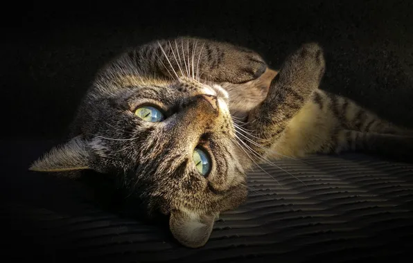 Картинка кошка, взгляд, лежит