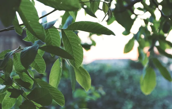 Зелень, небо, листья, макро, закат, дерево, green, widescreen