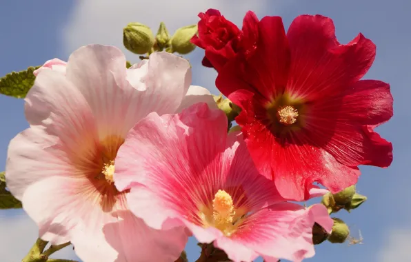 Flower, garden, blooming, hollyhocks