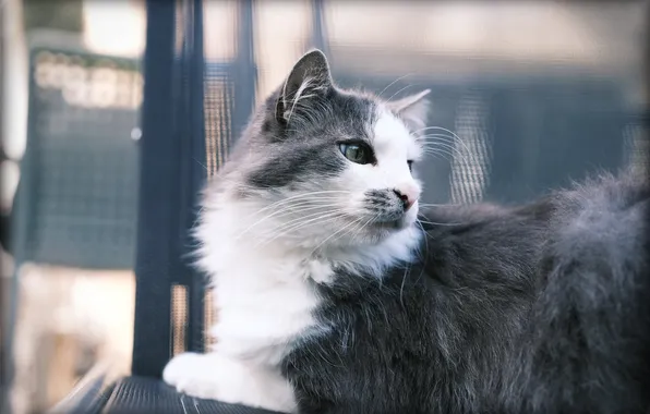 Кошка, кот, взгляд, поза, сетка, лежит, мордашка, боке