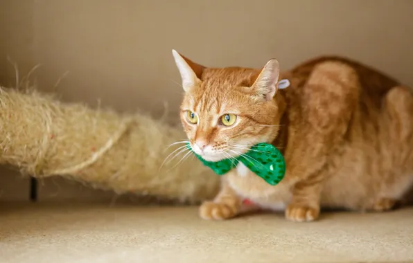 Картинка кошка, кот, взгляд, зеленый, фон, милая, мордочка, рыжая
