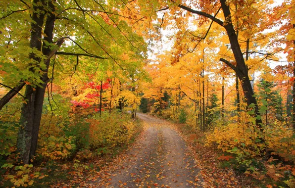 Дорога, осень, лес, фото