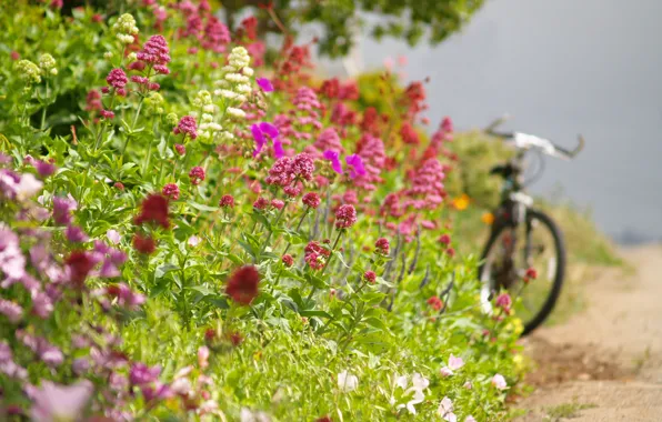 Картинка дорога, лето, цветы, велосипед, обочина