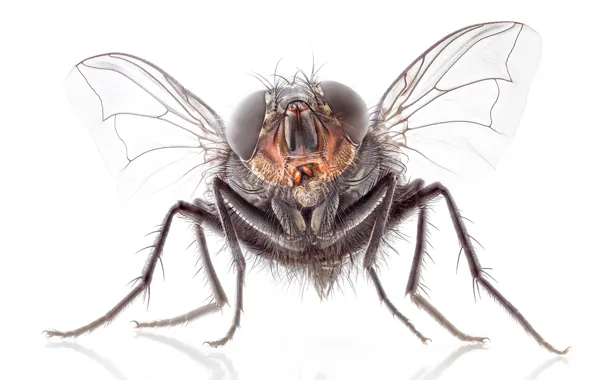 В местонахождении триасового периода найдена переходная форма между комарами и мухами