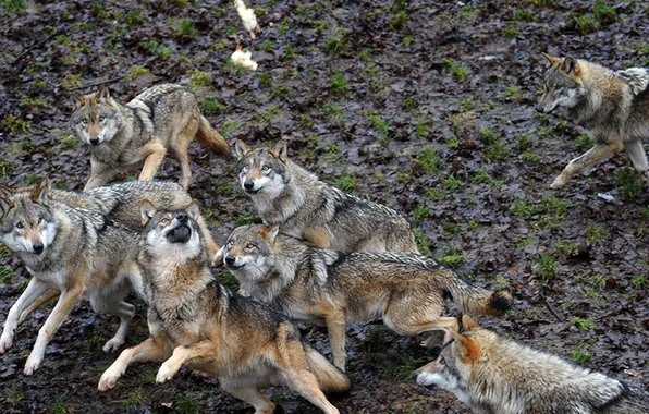 Картинка nature, predator, animal, wolf, wildlife, portrait, portrait., Canis lupus. face
