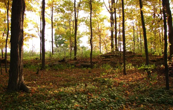 Картинка лес, листва, Осень, forest, листопад, autumn, leaves, fall