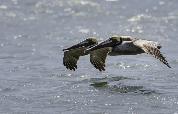 Картинка вода, птицы, пара, полёт, пеликаны, американский бурый пеликан