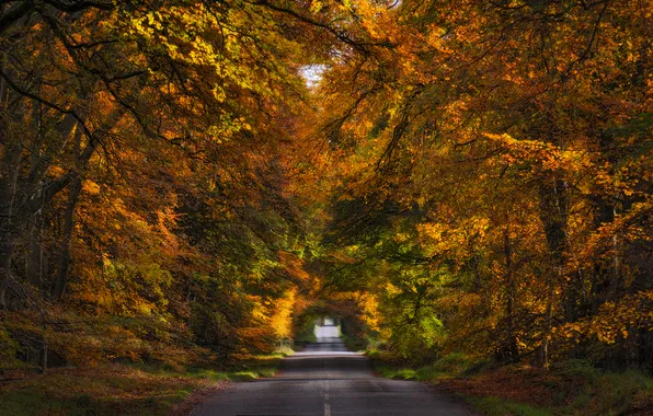 Дорога, осень, лес, деревья, аллея, Scotland