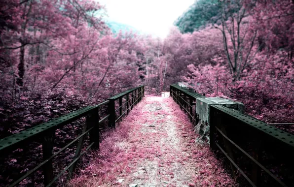 Деревья, мост, природа, розовый, цвет, Япония