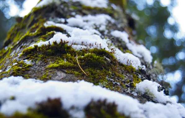Картинка лес, снег, дерево, Мох, кора, снегопад
