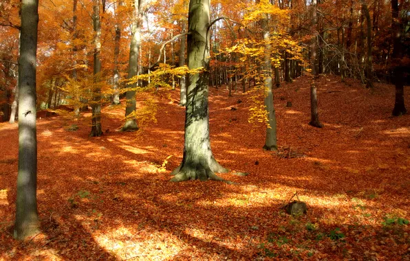 Картинка осень, лес, листья, деревья, природа, парк, осенние обои