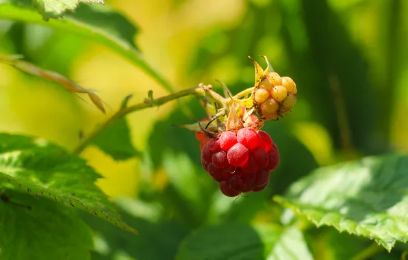 Red, fruit, raspberries