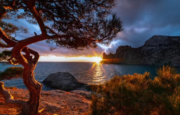 Картинка море, закат, дерево, скалы, побережье, Россия, Крым, сосна
