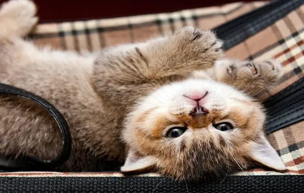Кошка, взгляд, поза, котенок, лапки, малыш, милый, лежит