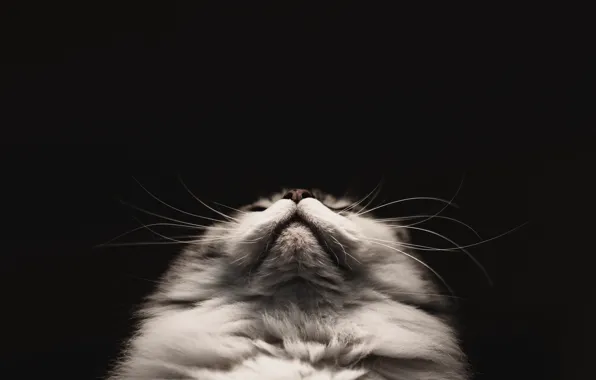 Картинка кошка, усы, фон