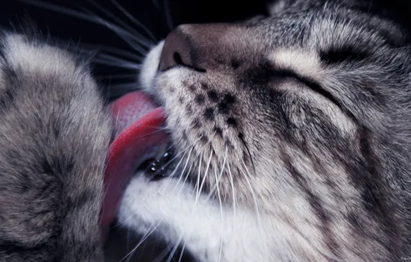 Картинка язык, кошка, моется