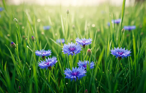 Поле, трава, обои, wallpaper, grass, field, боке, васильки
