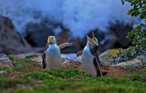 Картинка птица, Новая Зеландия, желтоглазый пингвин, Моераки