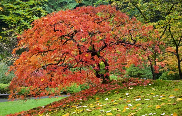 Картинка осень, листья, деревья, Природа, клен