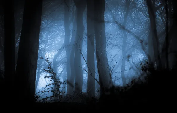 Осень, лес, деревья, туман