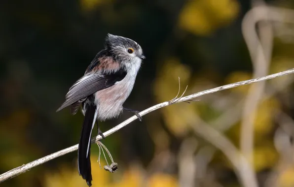 Фон, птица, ветка, боке, синица, длиннохвостая синица, Cambridgeshire, Long-tailed Tit