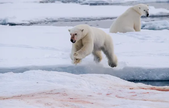 Blood, ice, polar bear