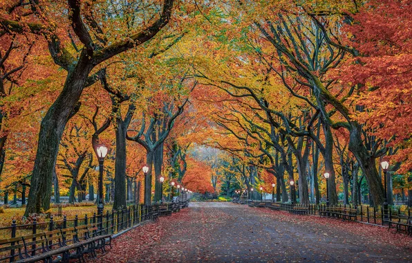 Осень, деревья, город, листва, Нью-Йорк, США, центральный парк