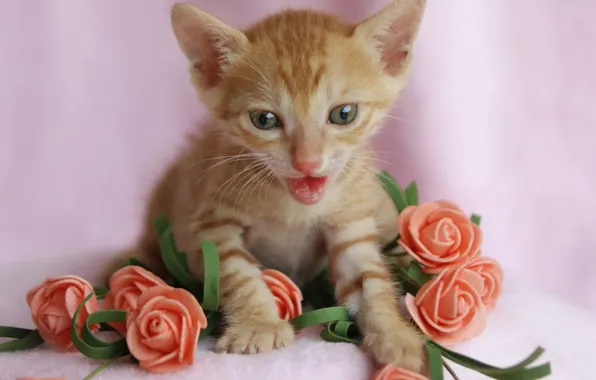Кошка, взгляд, цветы, поза, котенок, розы, лапки, букет