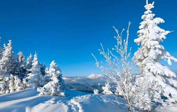 Картинка зима, снег, деревья, следы, природа, фон, дерево, обои