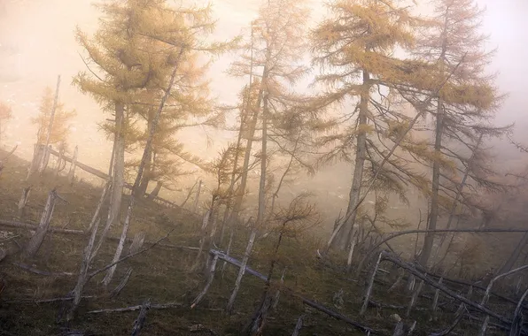 Лес, деревья, туман