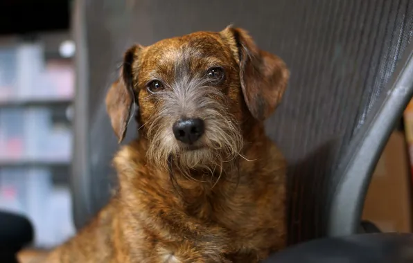 Взгляд, друг, собака