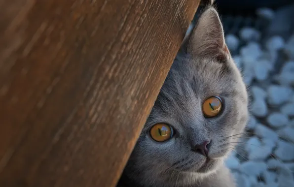 Взгляд, мордочка, котёнок, Британская короткошёрстная кошка