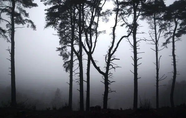Деревья, туман, Англия, мгла, UK, Selborne