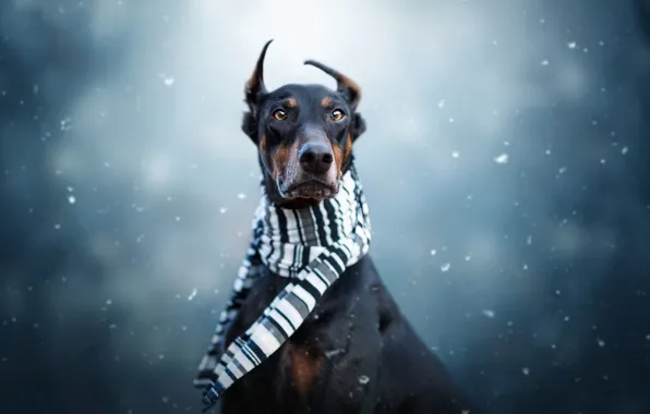 Картинка зима, взгляд, морда, снег, портрет, собака, шарф, черная