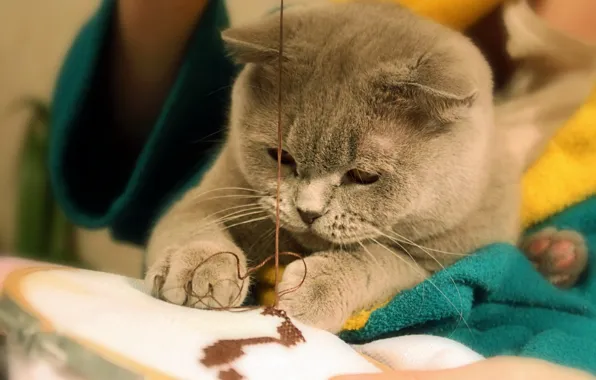 Картинка кошка, нитки, швея