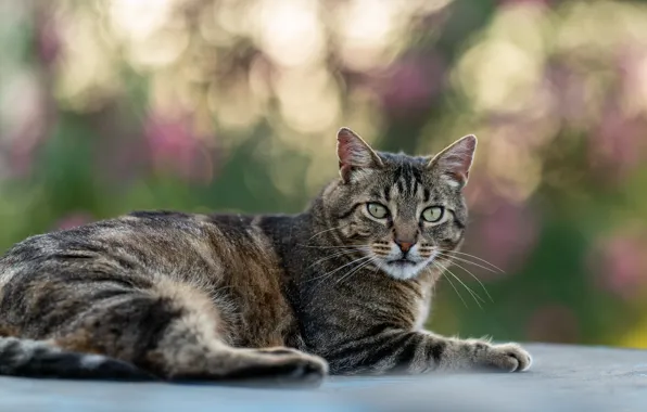 Картинка кошка, кот, серый, лежит, полосатый