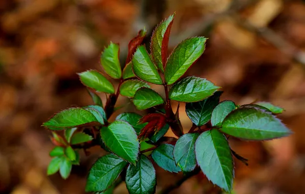 Spring, leaf, plant