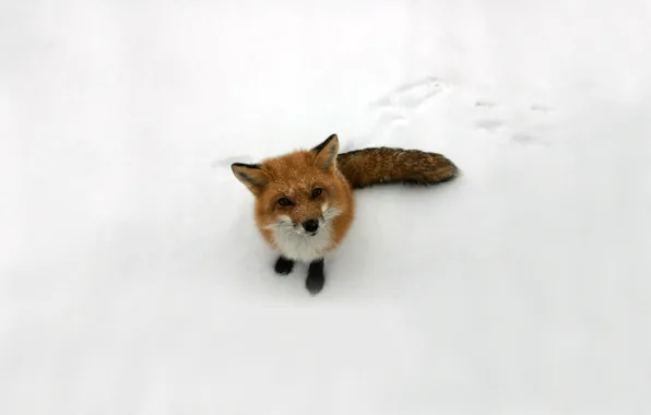 Взгляд, снег, лиса, рыжая, лисица