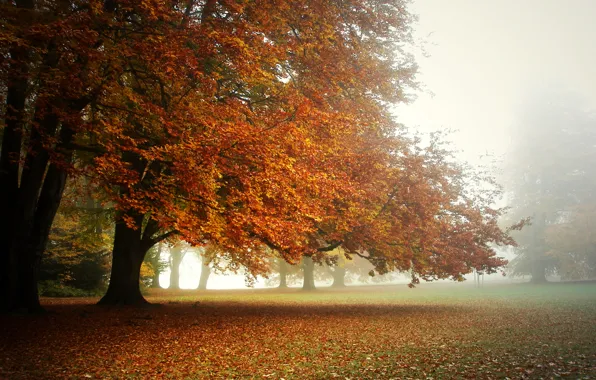 Картинка осень, туман, парк, утро, кроны деревьев., ковёр из листьев