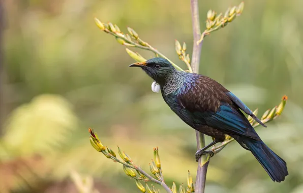 Ветки, фон, птица, весна, красивая, боке, изящная