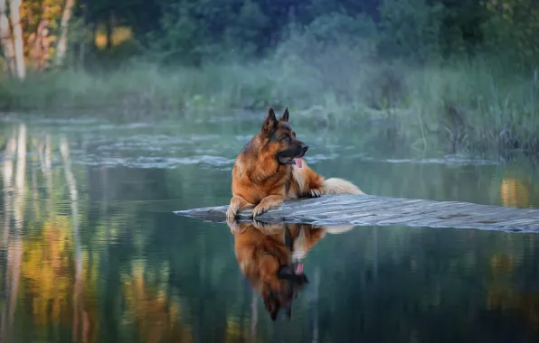 Вода, пейзаж, природа, собака, пёс, Светлана Писарева