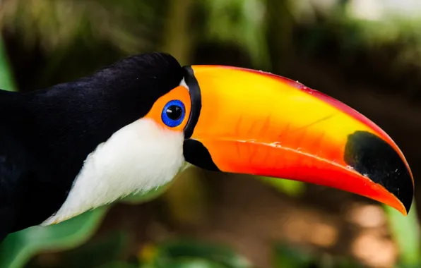 Hermoso, tucan, colores