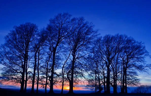 Поле, небо, деревья, закат, оранжевый, Вечер, сумерки, синее