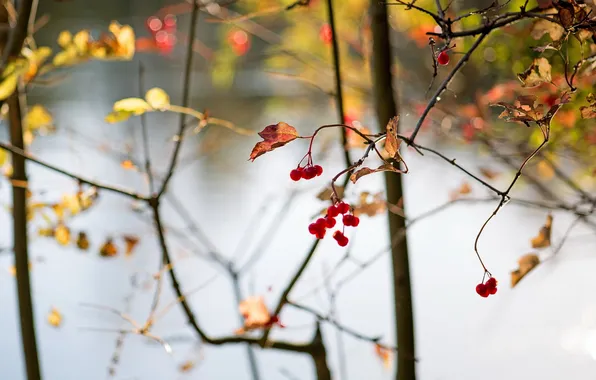 Abstract, autumn, berries