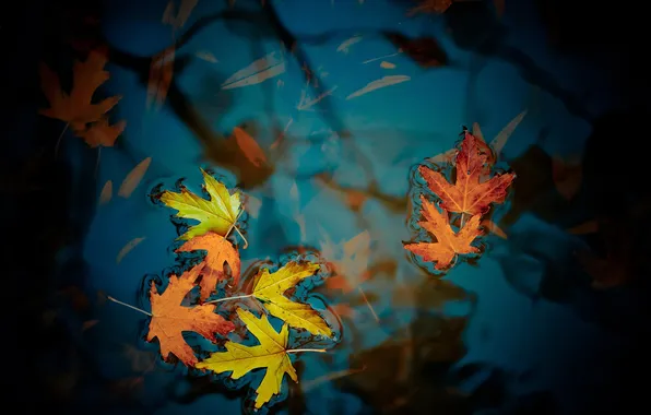Картинка осень, листья, цвета, фото, фон, обои, лужа, клен