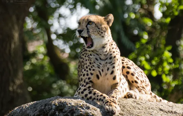Картинка кошка, гепард, зевает.камень