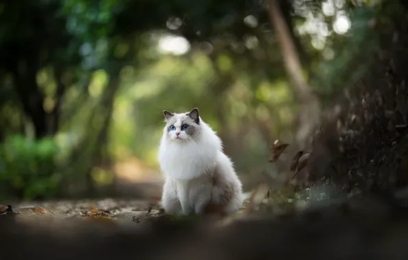 Кошка, белый, кот, листья, деревья, природа, парк, прогулка