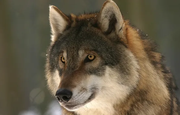 Nature, snow, predator, face, animal, wolf, wildlife, portrait