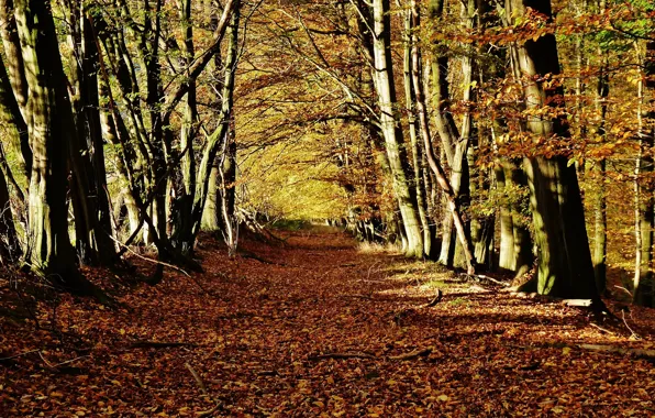 Картинка осень, лес, листья, лучи, деревья, природа, colorful, forest