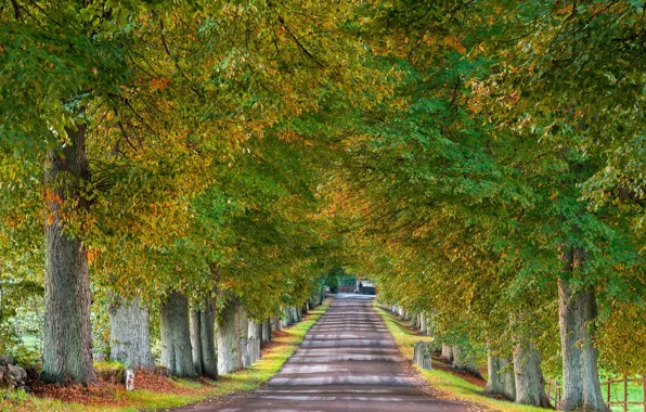 Дорога, осень, деревья, Швеция